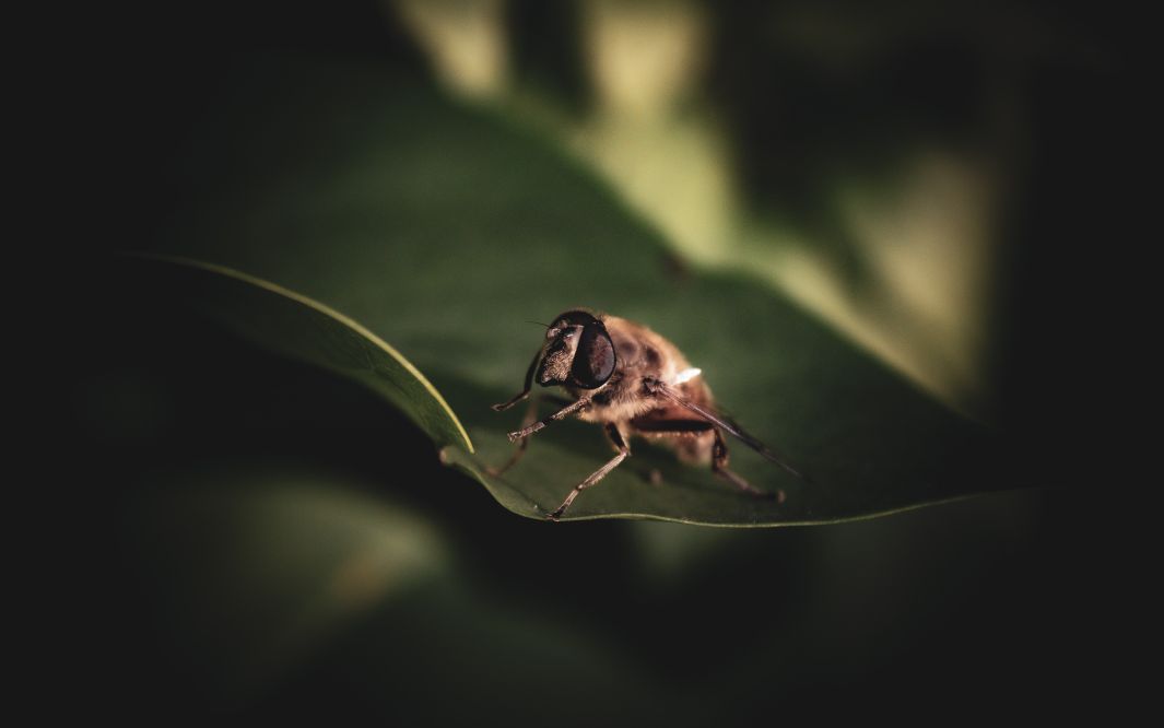 In The Garden.