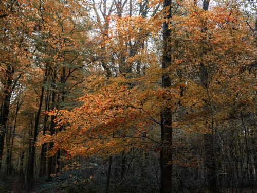 Saint-Just-En-Chaussée (Bois de Mermont) (60 - France)