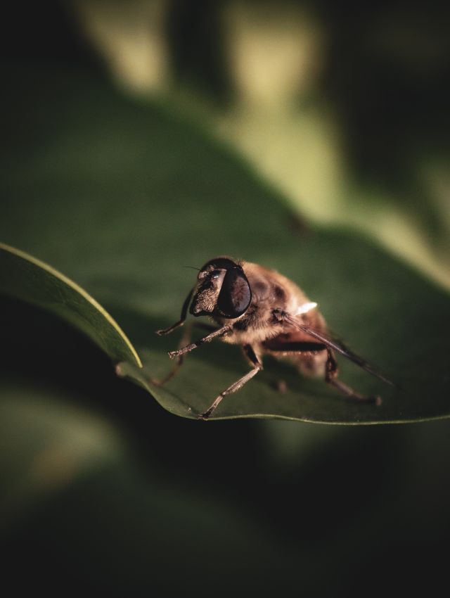 In The Garden.