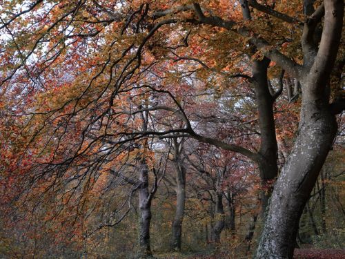 Saint-Just-En-Chaussée (Bois de Mermont) (60 - France)