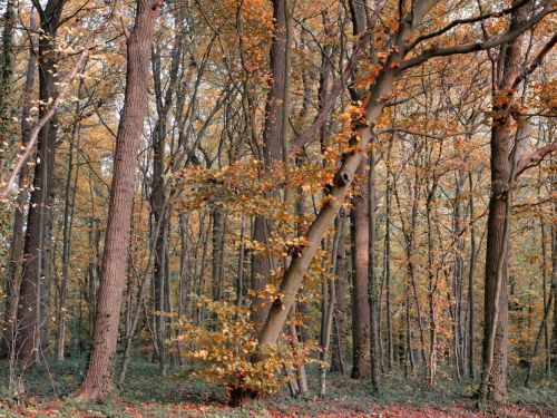 Saint-Just-En-Chaussée (Bois de Mermont) (60 - France)