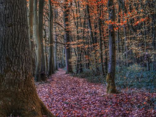 Saint-Just-En-Chaussée (Bois de Mermont) (60 - France)