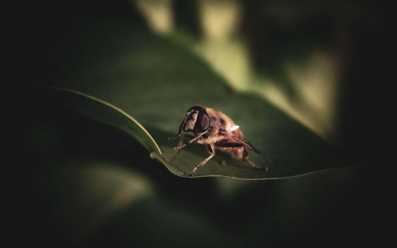 In The Garden.